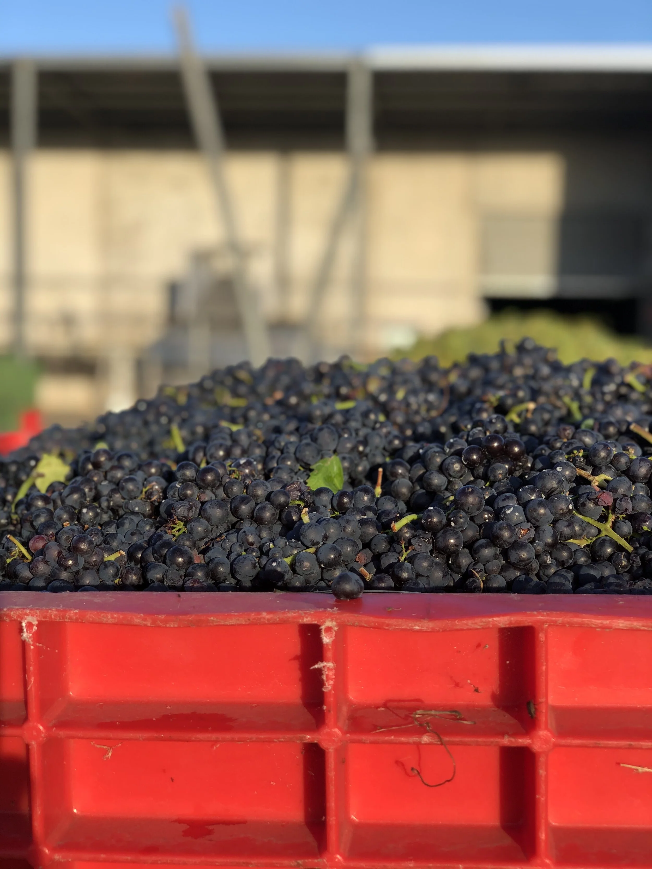 Vintage update #3:  Jackson Brooke of Jackson Brooke Wines, Henty