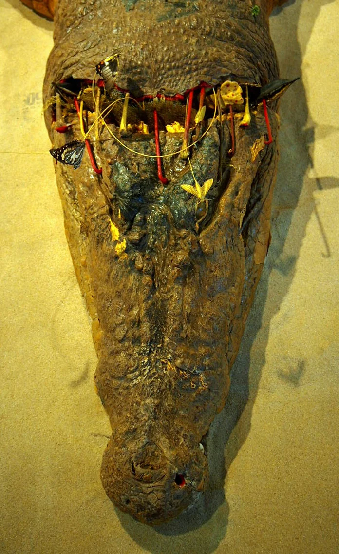 CroqHead_BirdseyeView_CROP.jpg