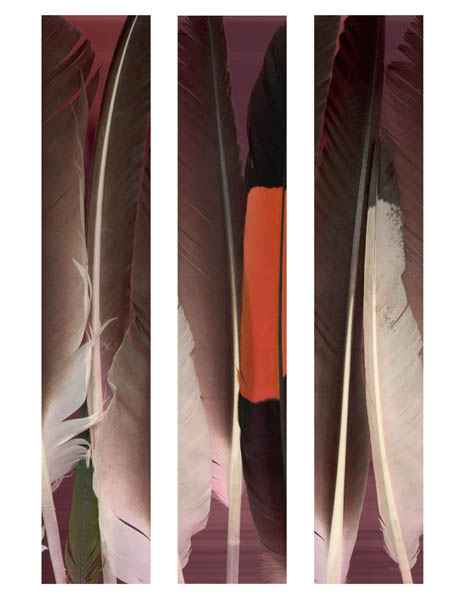 18_Triptych_feathers_456_web.jpg