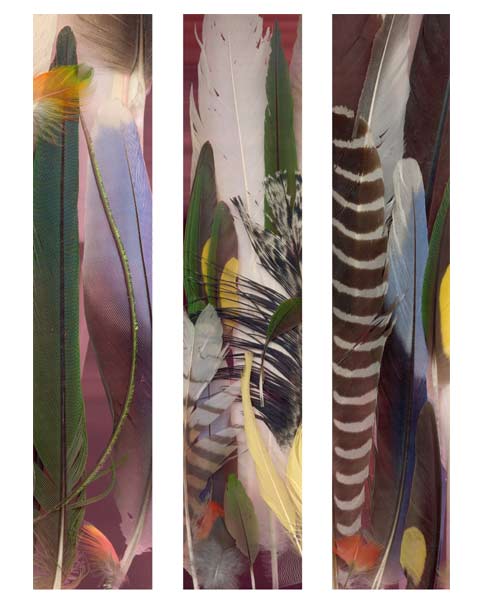 Col_feathers_123.jpg