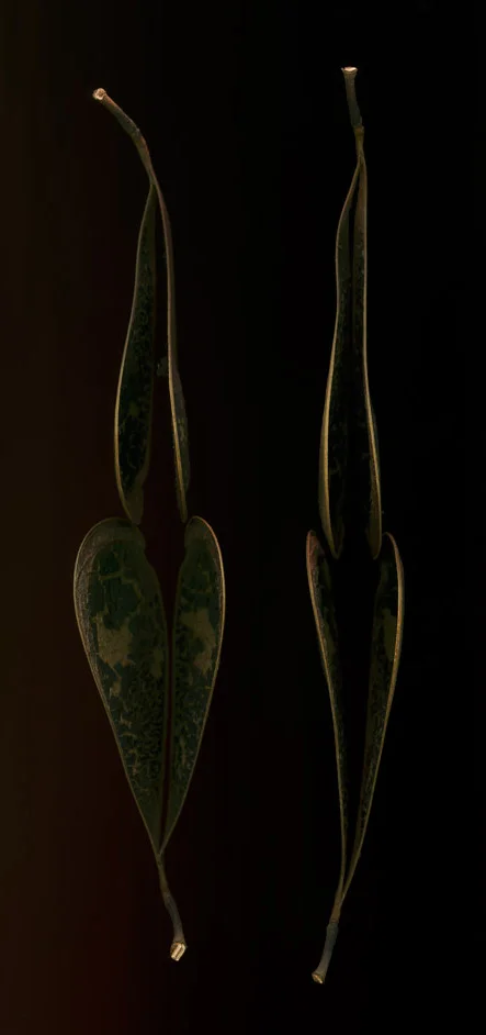 lips [mexican fern tree]