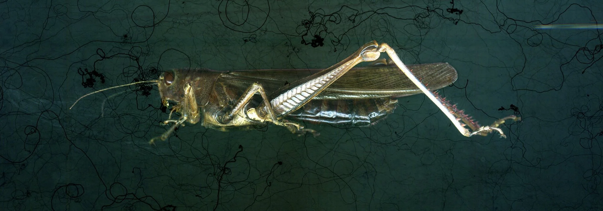 Hi-Fi LoCust [after Duerer]