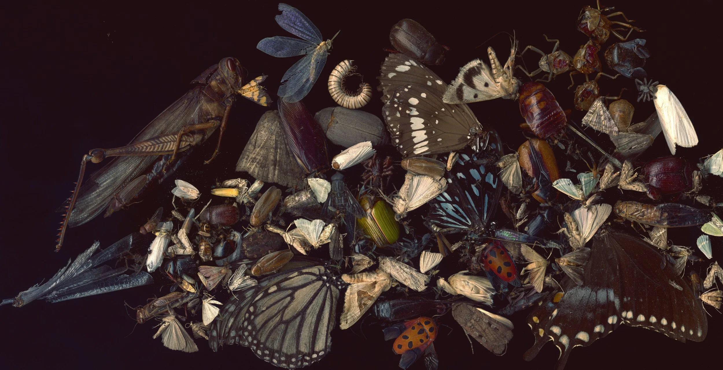 bug collection #4 [last supper]