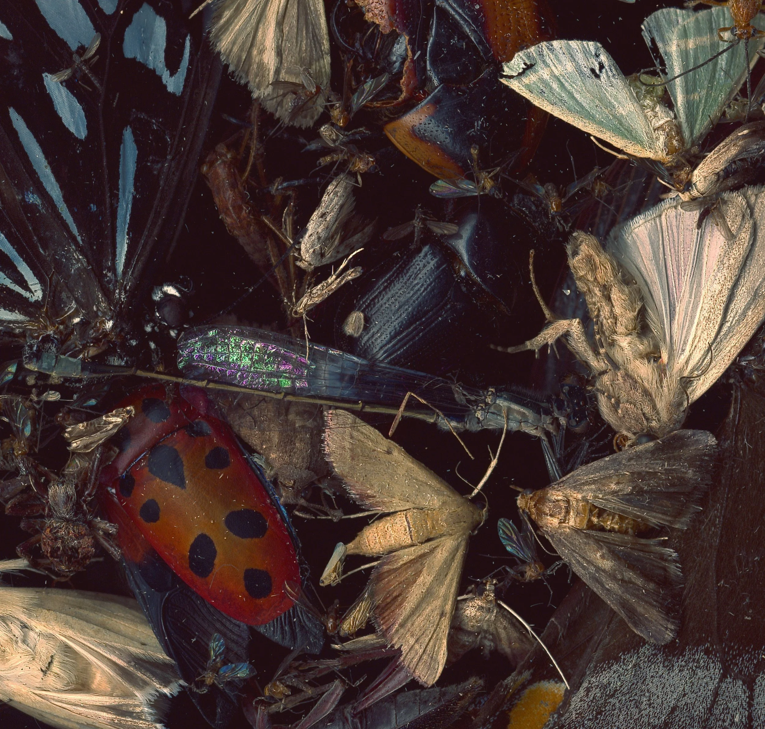 bug collection #4 [last supper] (detail)