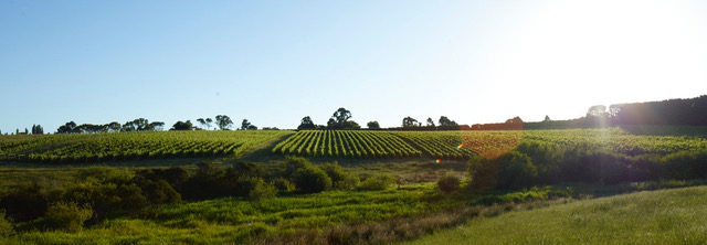 Caledonia Australis