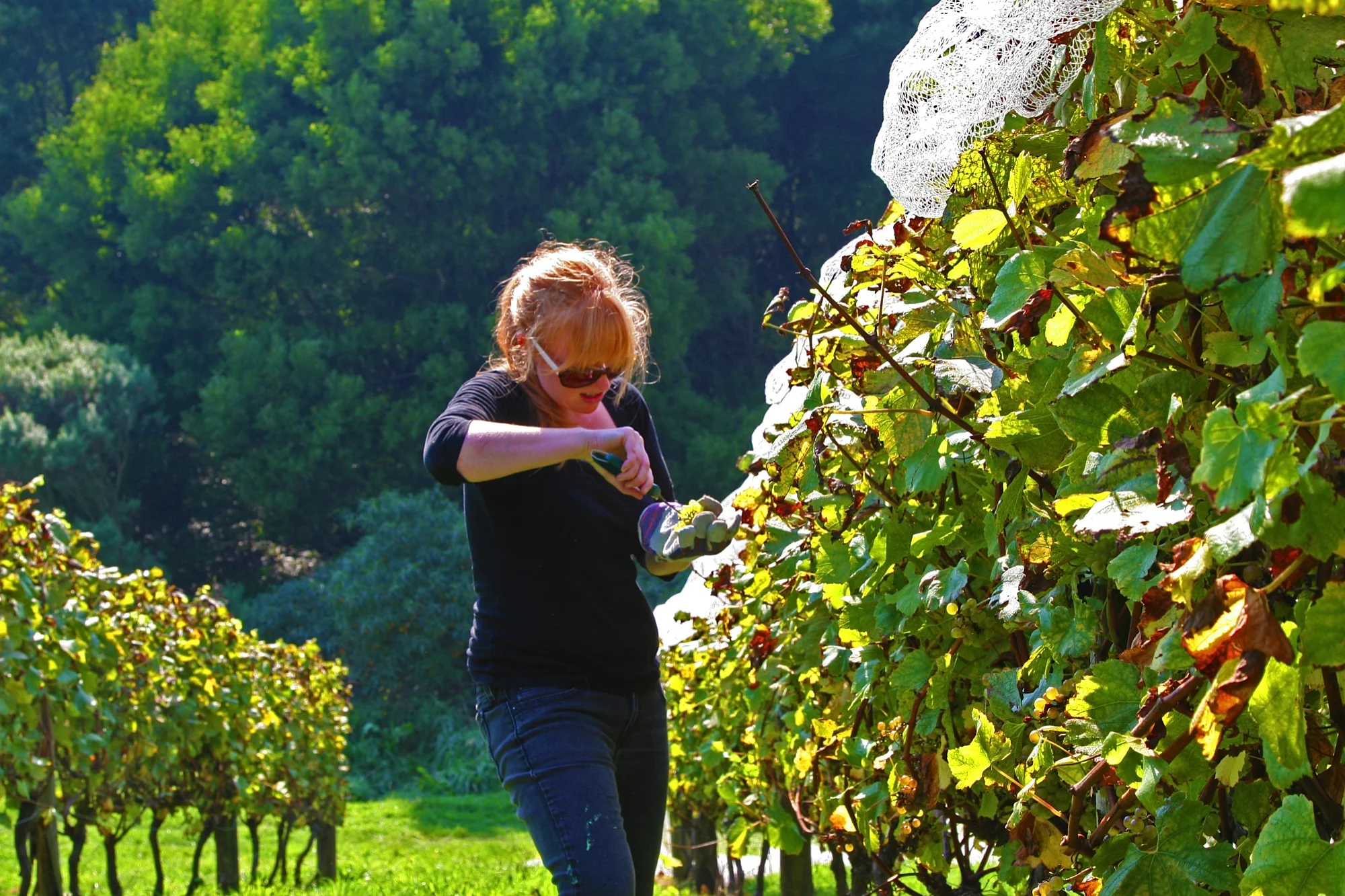 WHills Chardonnay copy.jpg