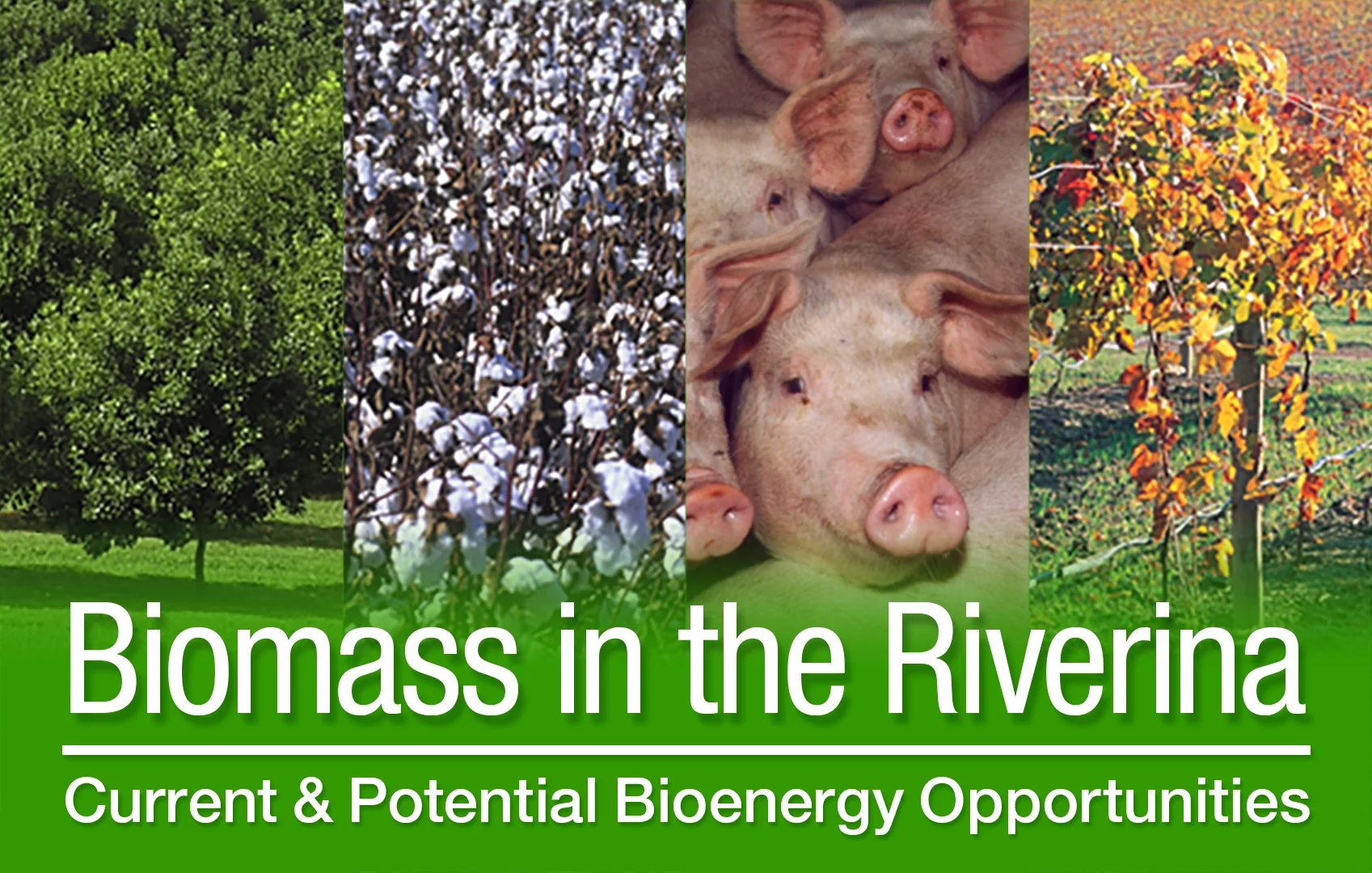 Biomass-Riverina-Forum-header-high-res.jpg