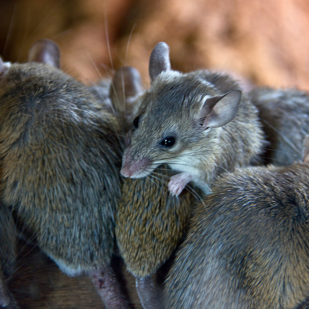 NSW Government | $50m Mouse Control Support Package — Regional ...