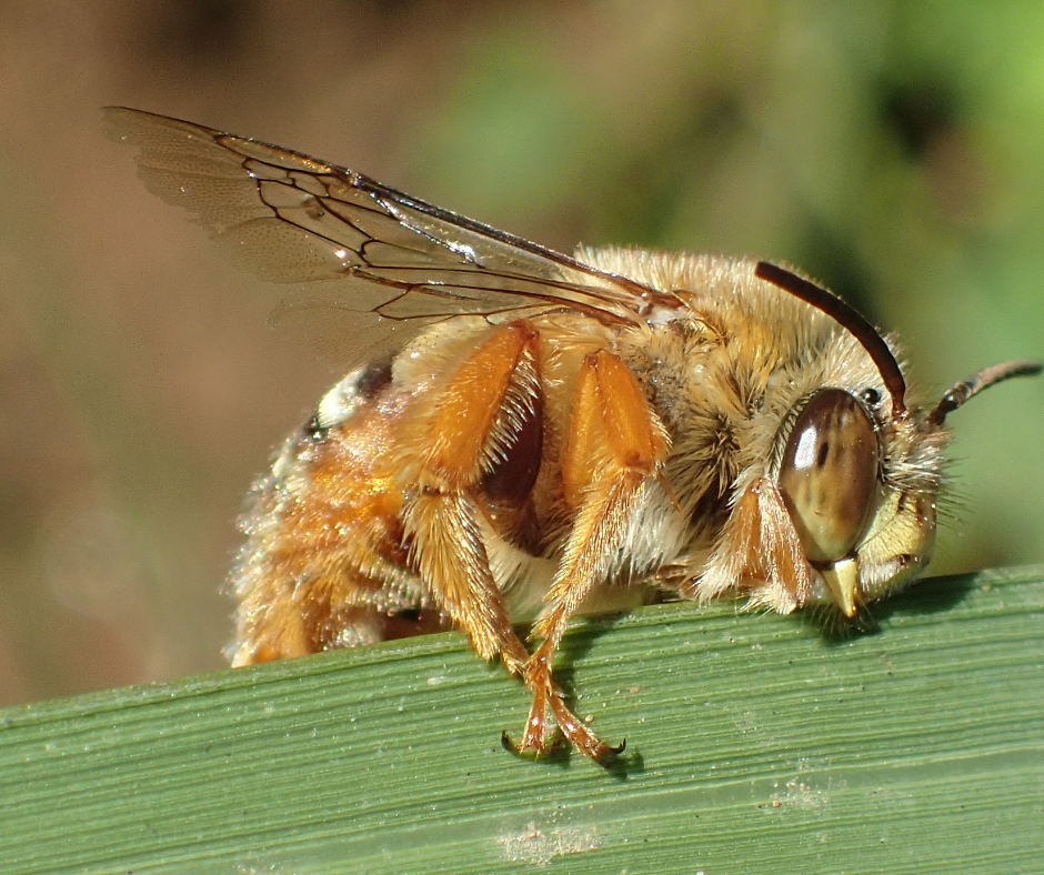 AgriFutures Honey Bee & Pollination Program Industry Development Grants
