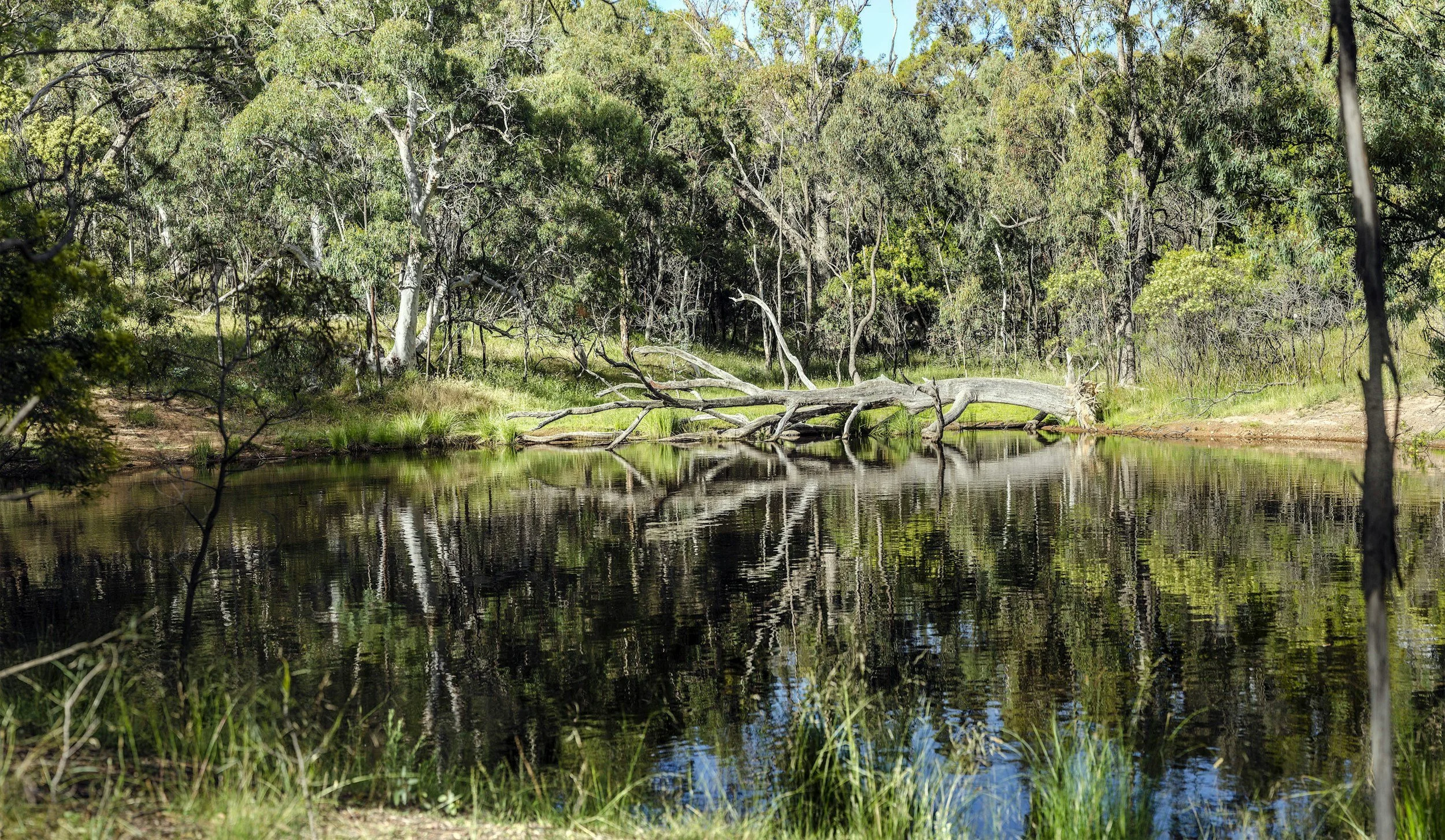 Purves Environmental Fund Grants