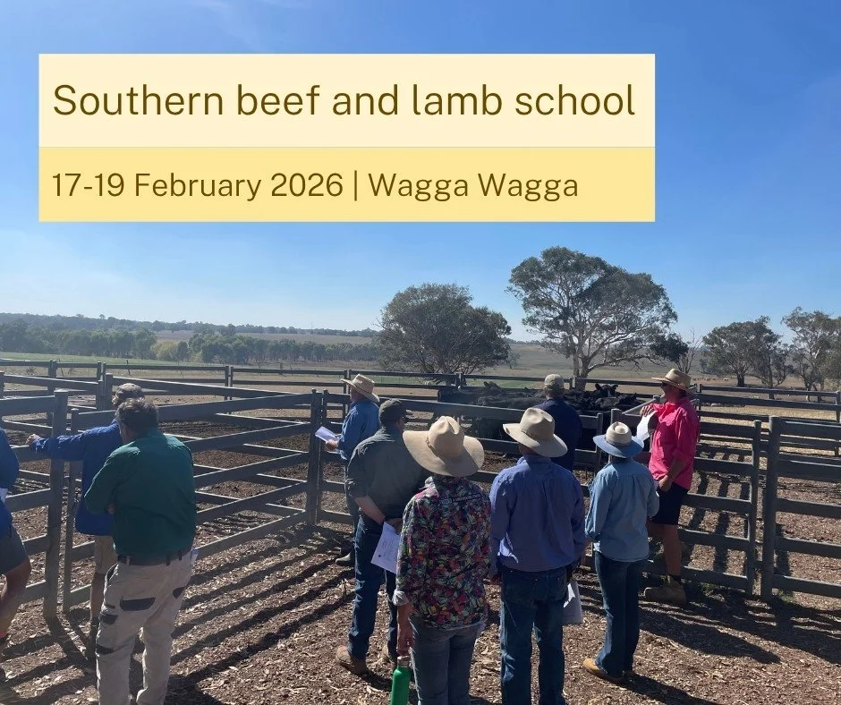 Southern Beef and Lamb School