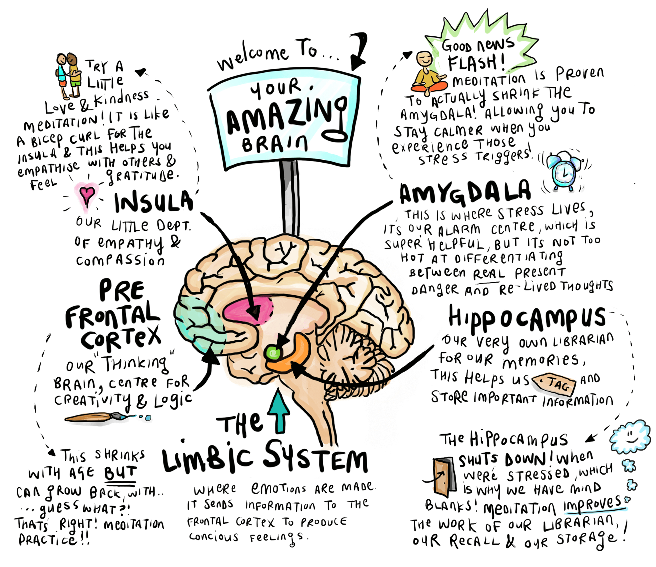 YourAmazingBrain(2).png