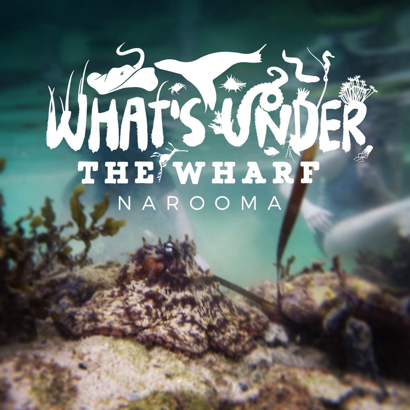 If you go under the wharf today&hellip; great turn out for @thencmg second What&rsquo;s under the Wharf event of 2023, back by popular demand after a great Jan event to showcase life beneath the surface including the underwater ROV sending film to a 