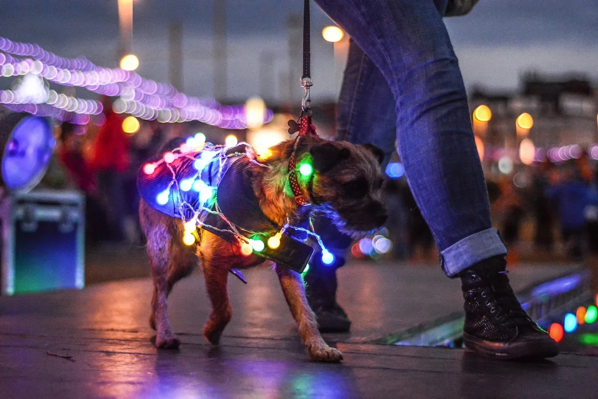 Crufts meets Caberet at the Lumidogs Parade during the Blackpool Illuminations