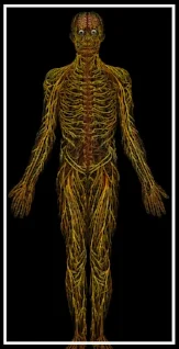 Your nervous system is communicating with the brain on whether to release muscle contraction or not.