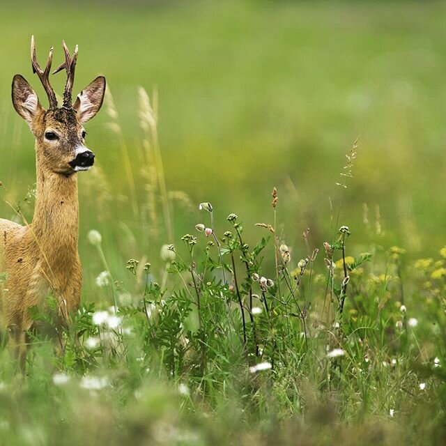 LOOKING AHEAD -  Guided stalking started this week, and we are beginning to take out guests who are alone or join us from one household. It&rsquo;s a great pleasure to be able to do so. 
Get in touch with mark@gloriousgame.com to book an outing. 
@sh