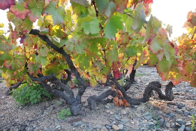 Morgon - Vielles Vignes (Old Vines)