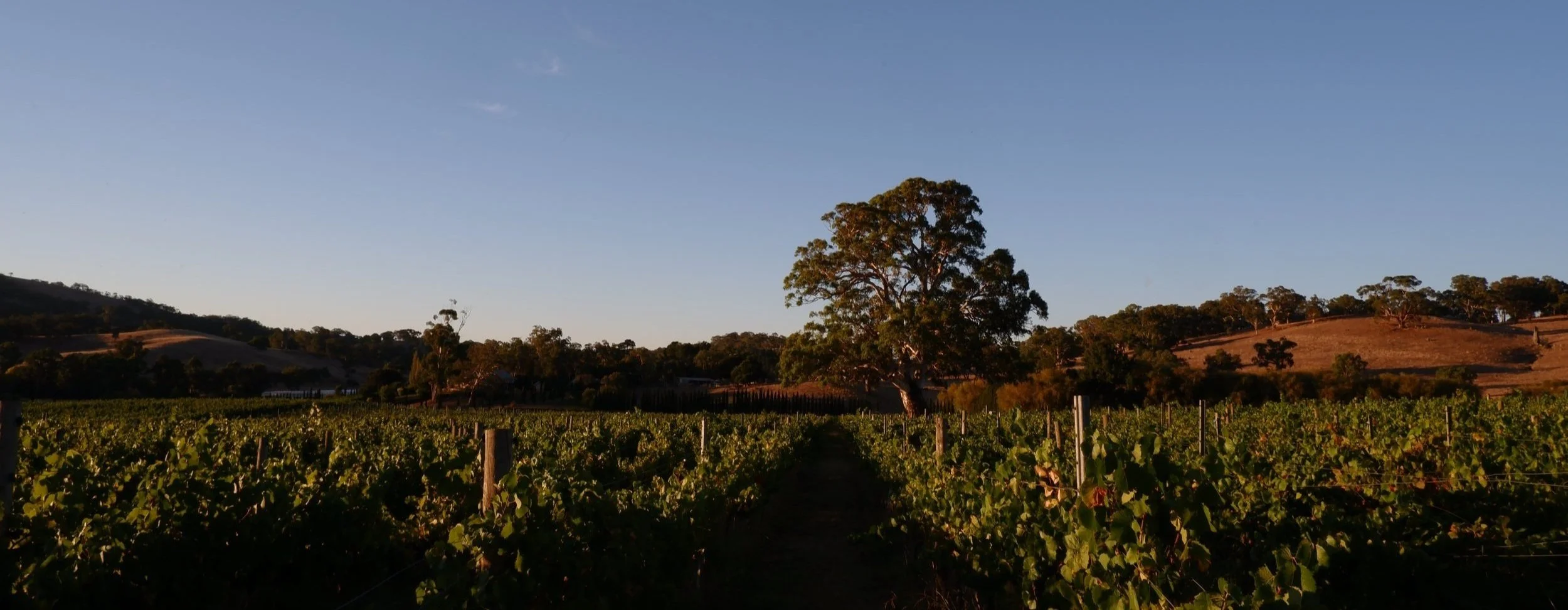 Introducing, Lansdowne Wines