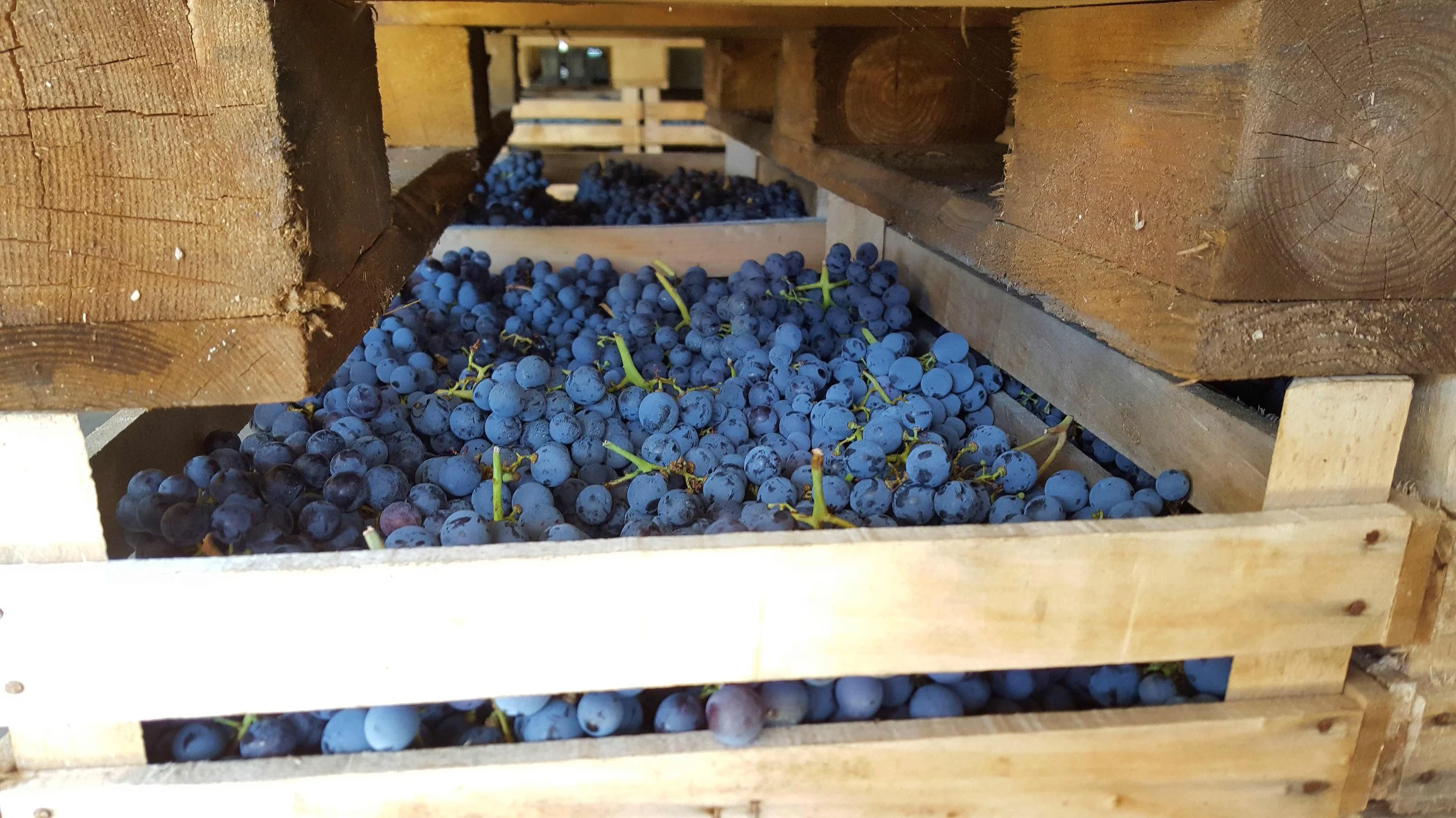 Luciano Arduini - 80 years of Valpolicella