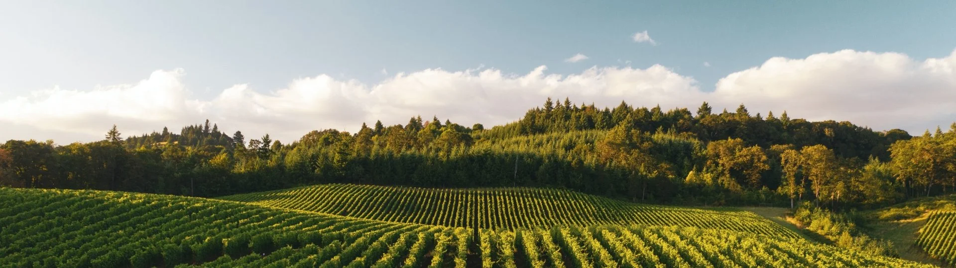 'Neo-classical' Piedmont, Réva Wines