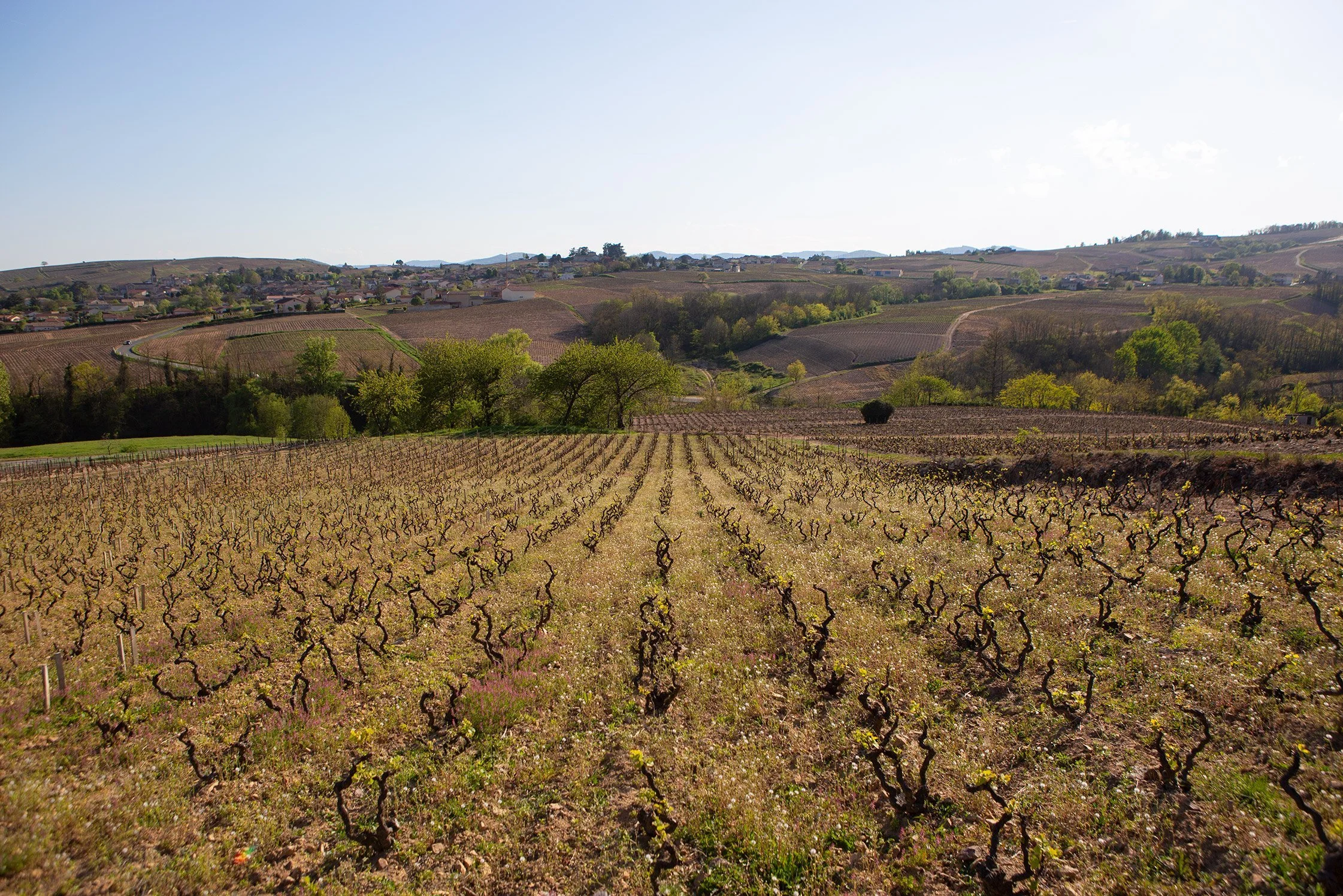 Anthony Thevenet - A Foillard & Descombes Protégé