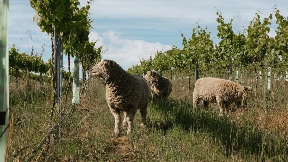 Introducing, Orbis Wines