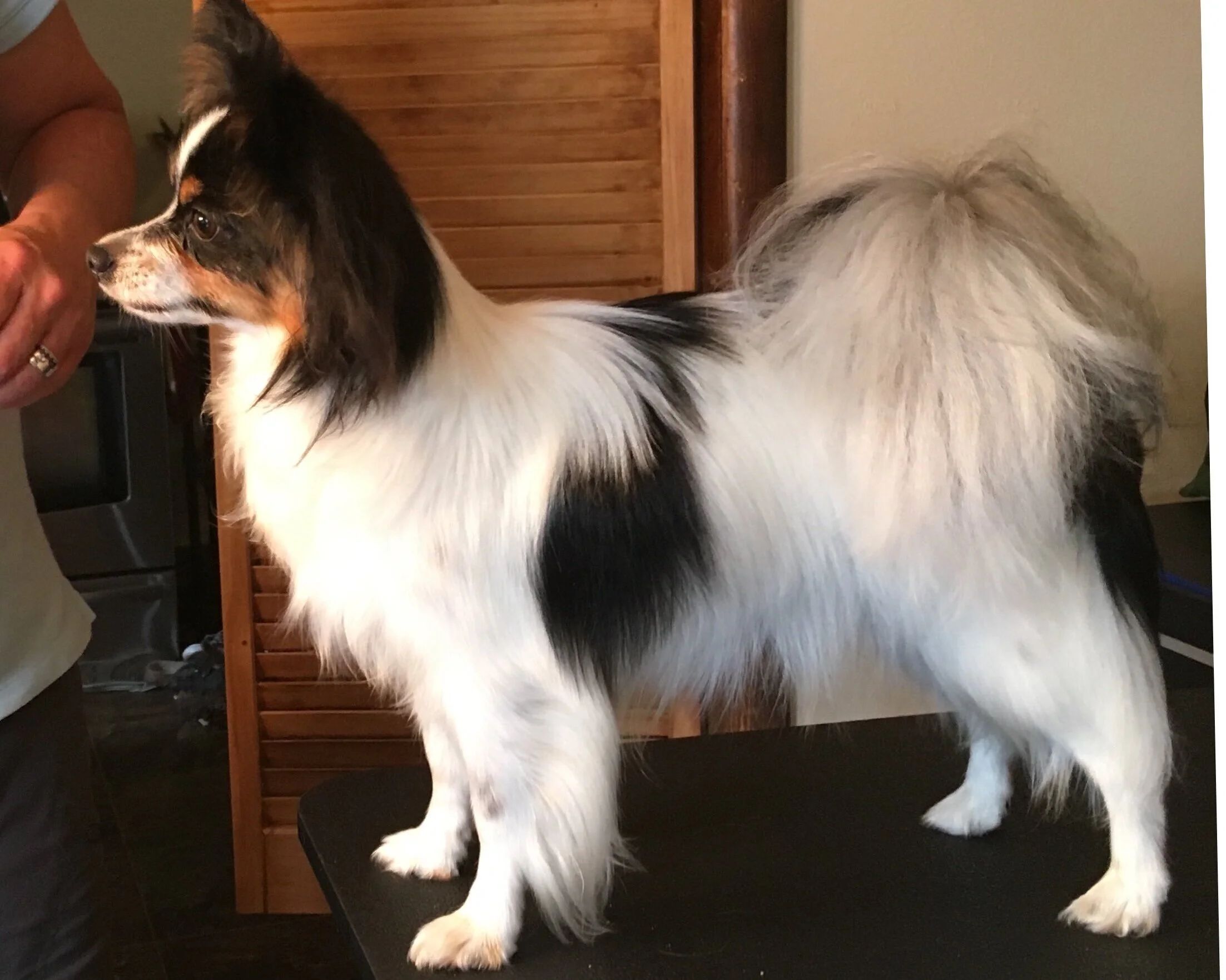 CH. POINTED "WONDERFUL WINNIE OF HEARTWERKS" CD 