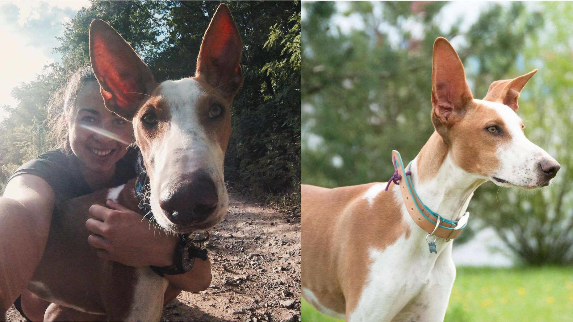 Camille Paris and Podenco Etorre Podenco Puppy Etorre was handed over to the shelter by a hunter. If he wouldn't have been rescued by us, he would have died of PARVO. Instead he is living the good life in Czech Republic. Within days he was doing canicross and loving it. "I've always been very sensible to the cause of shelter dogs, trying to make the difference on my own scale. The horrendous conditions of podencos and galgos in Spain wasn't unknown to me, so it seemed natural to have a look more into it when I started to look for a faster dog to join my pack and race in bikejoring with him... Being the first from Czech Republic, Irene was quite hesitant at the begining, but I can never thank her enough for the leap of faith she finally decided to take. Etorre is one of a kind; very close to you yet very independent at the same. Irene's devotion and work running Hope of Podencos is admirable, having saved so many lives already, and yet many more to come!"