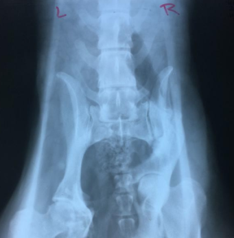HopeForPodencos-MedicalCare.png