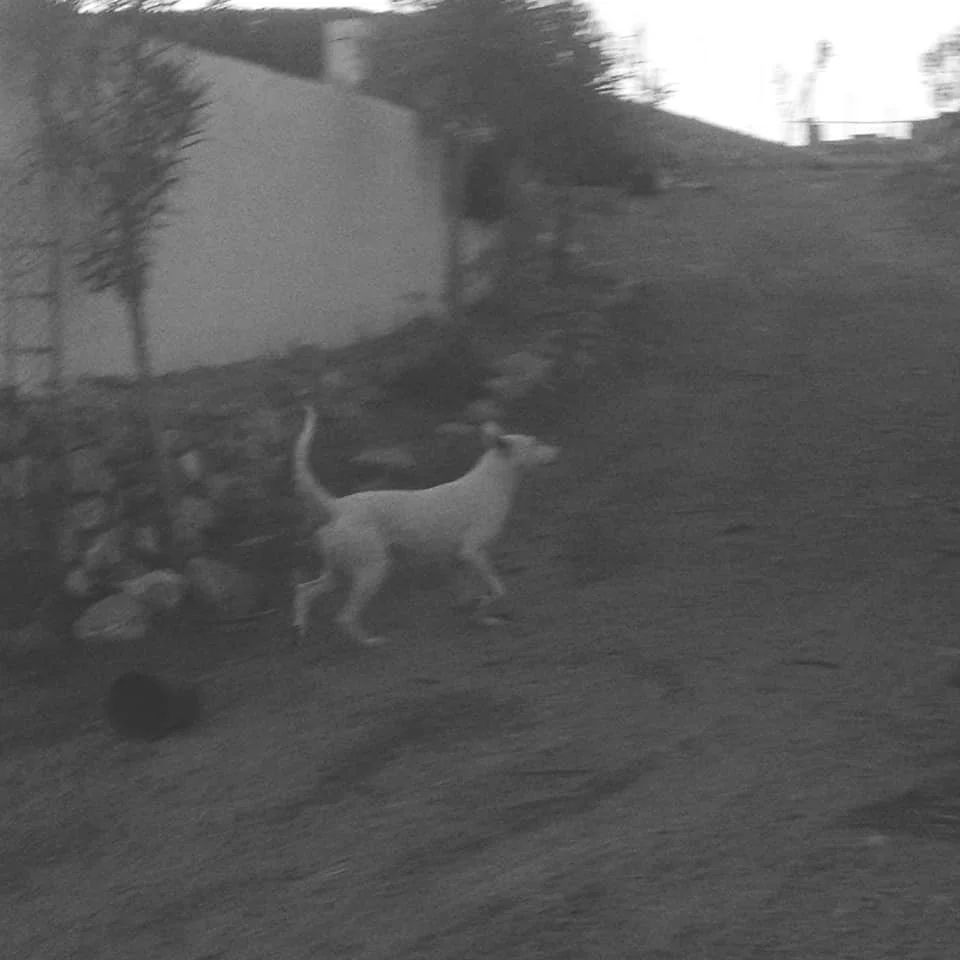 The mama of the mountain pups, still attempting to rescue her