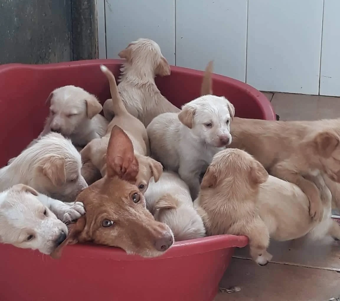 Margarita with her puppies 11/2/19