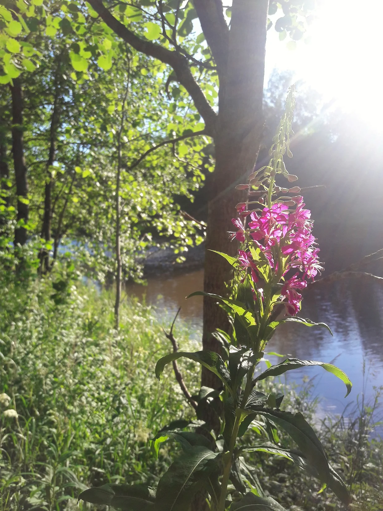 Vantaanjoen varrella