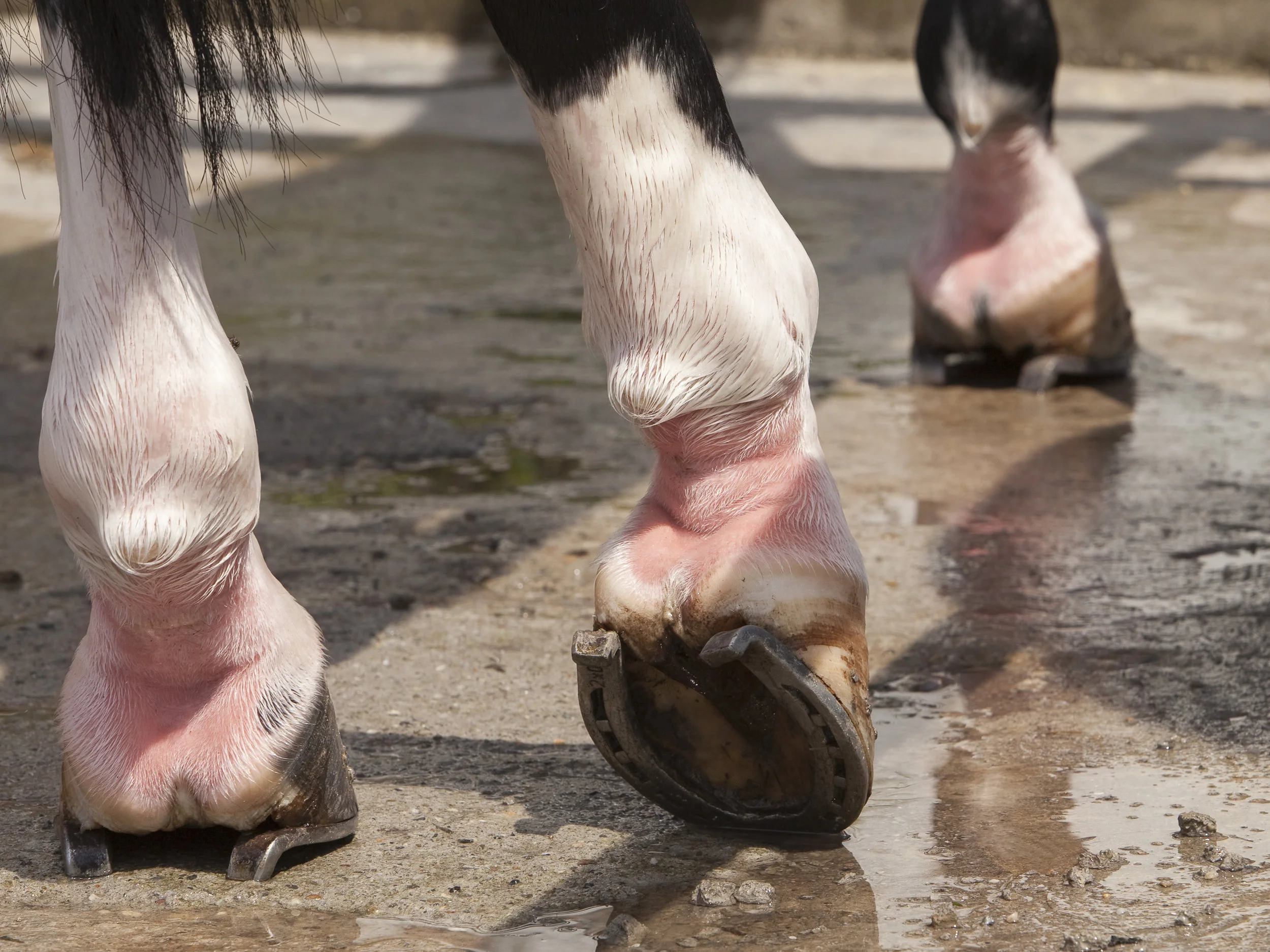 Severe inflammation of the pastern region