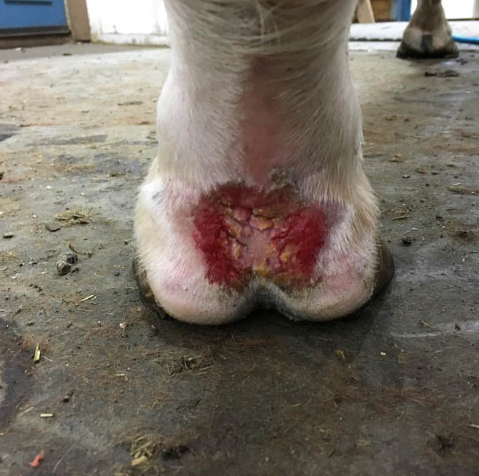 Greasy Heel/Mud Fever - 10 Steps to Effective Treatment. — Equestology  sport horse science