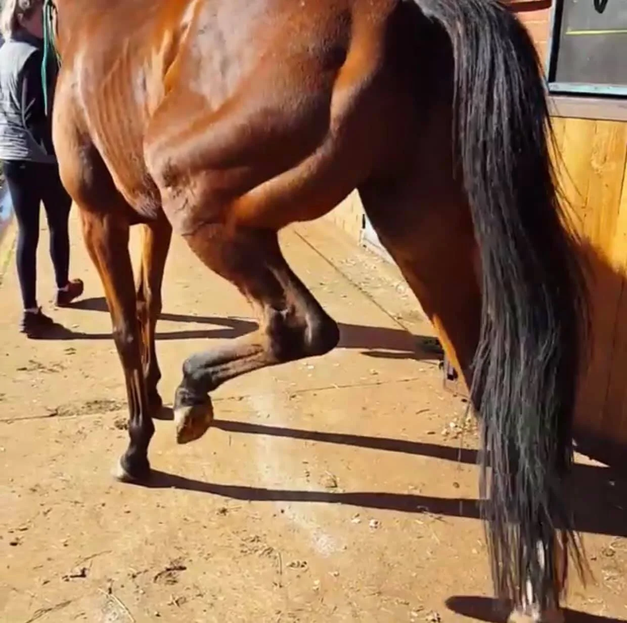 Figure 1. Characteristic prolonged hyeprflexion of the hind limb as seen in pasture-induced stringhalt.