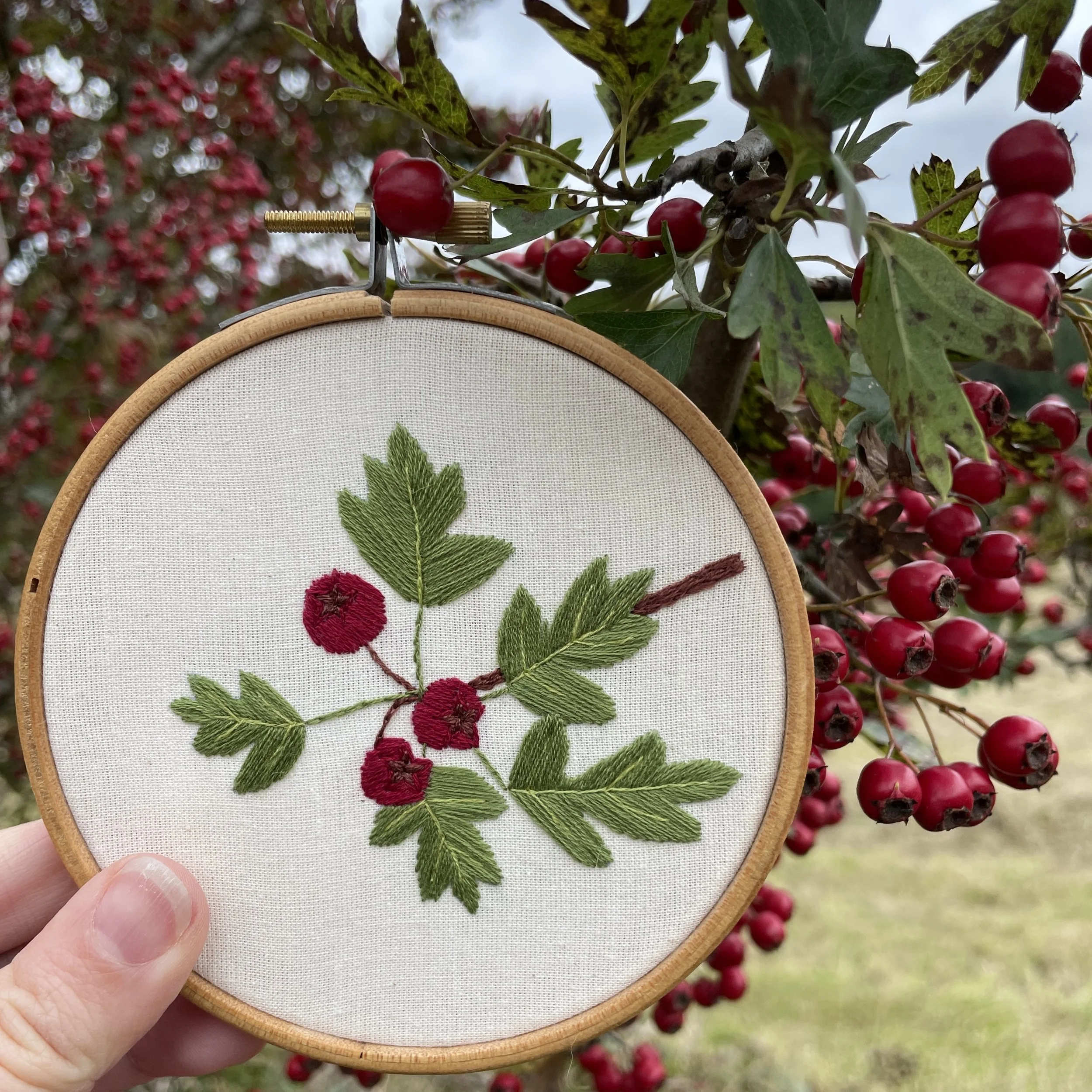 In front of a hawthorn tree is held an embroidery hoop. In the hoop is calico fabric and on the fabric is stitched some hawthorn leaves and berries