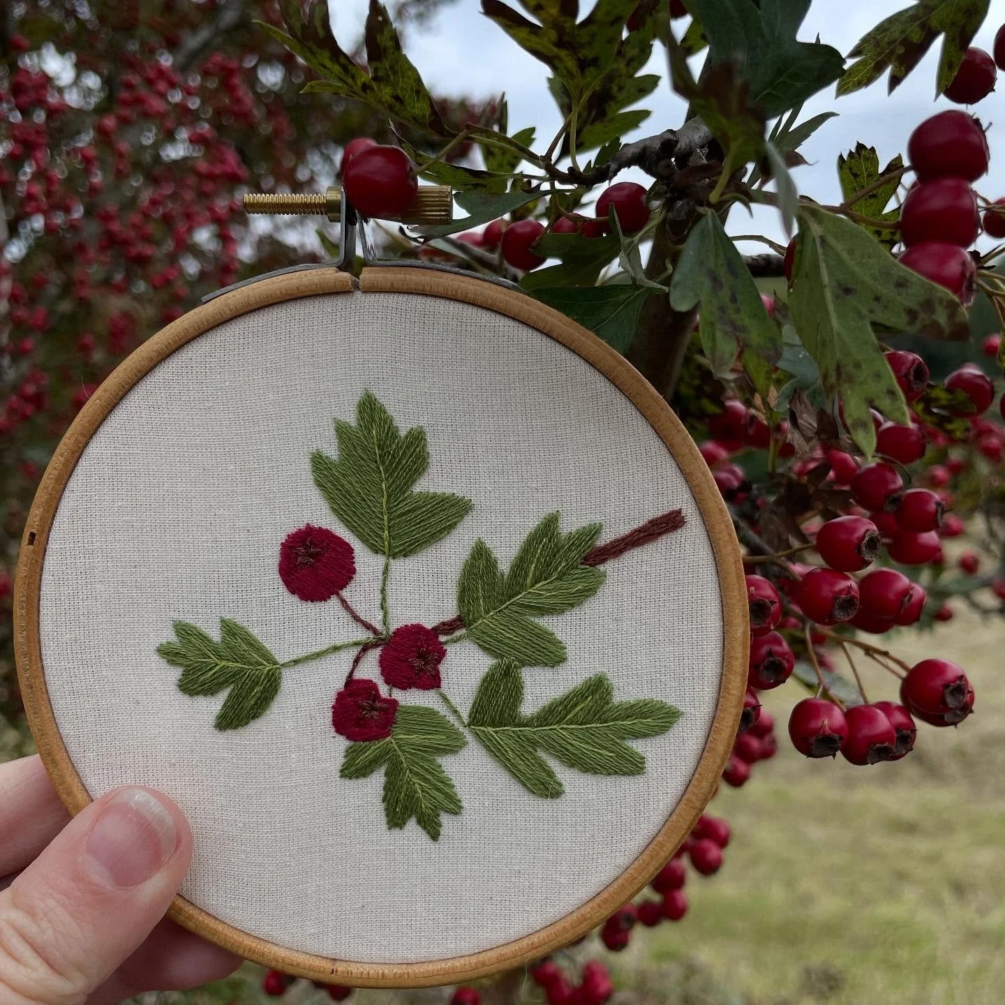 A new embroidery pattern available today. Inspired by all the hawthorn trees loaded with berries I&rsquo;ve been seeing on my walks along the canal. The free version of the pattern is available on the freebies page of my website. The full PDF pattern