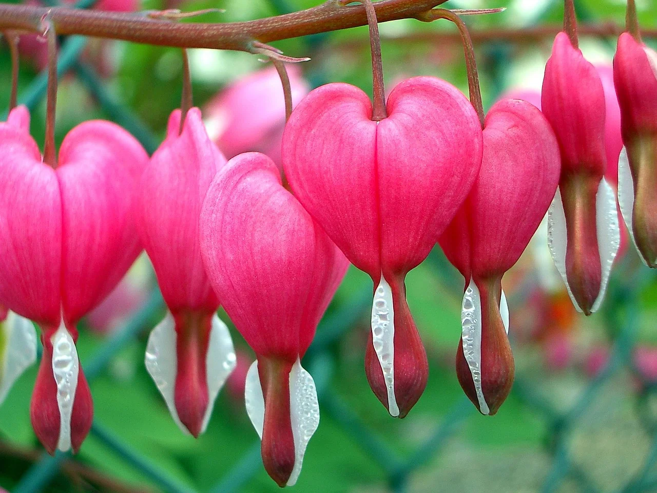 nature-3176078_1280.jpg