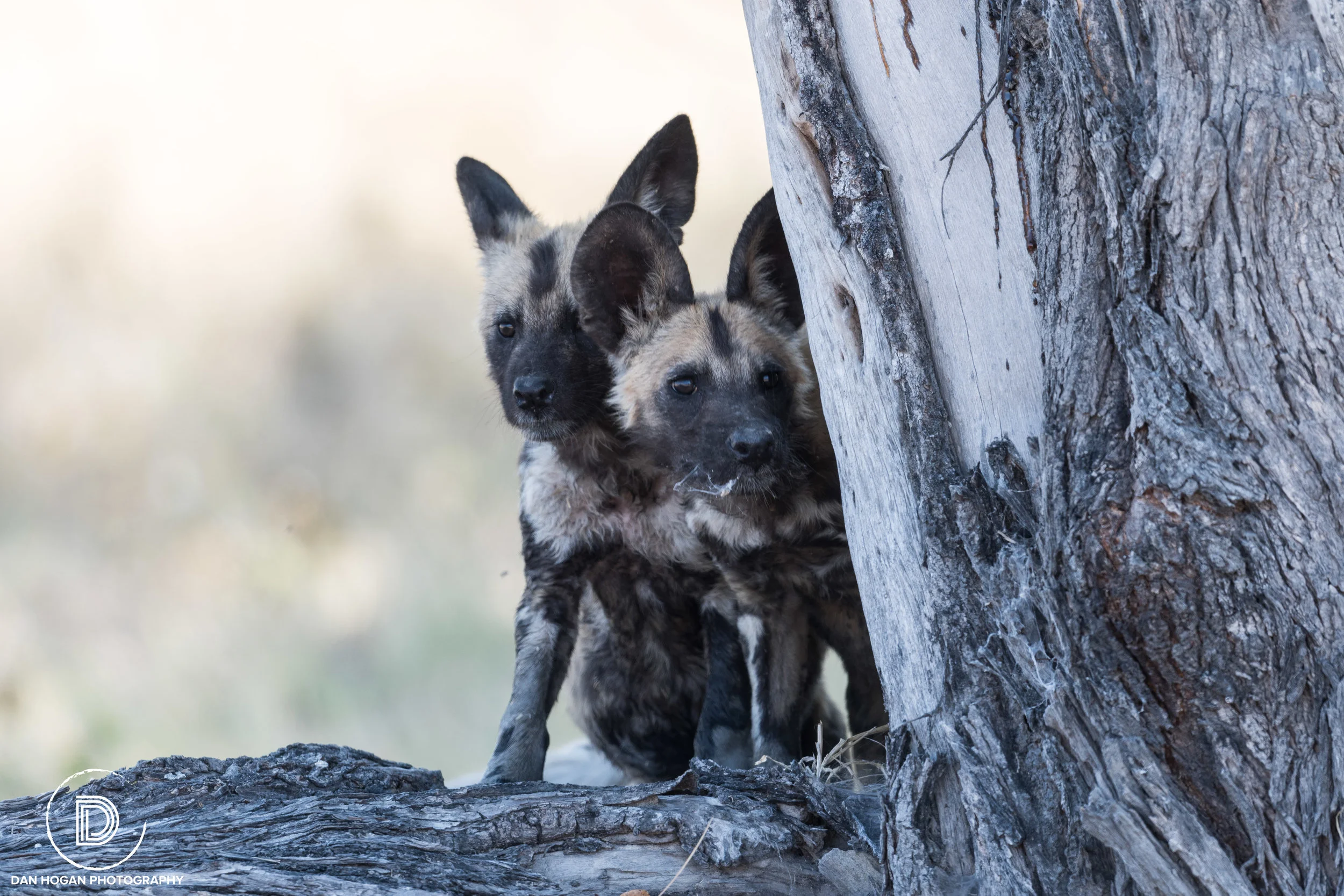 Botswana_June_2017 (1698 of 6179).JPG