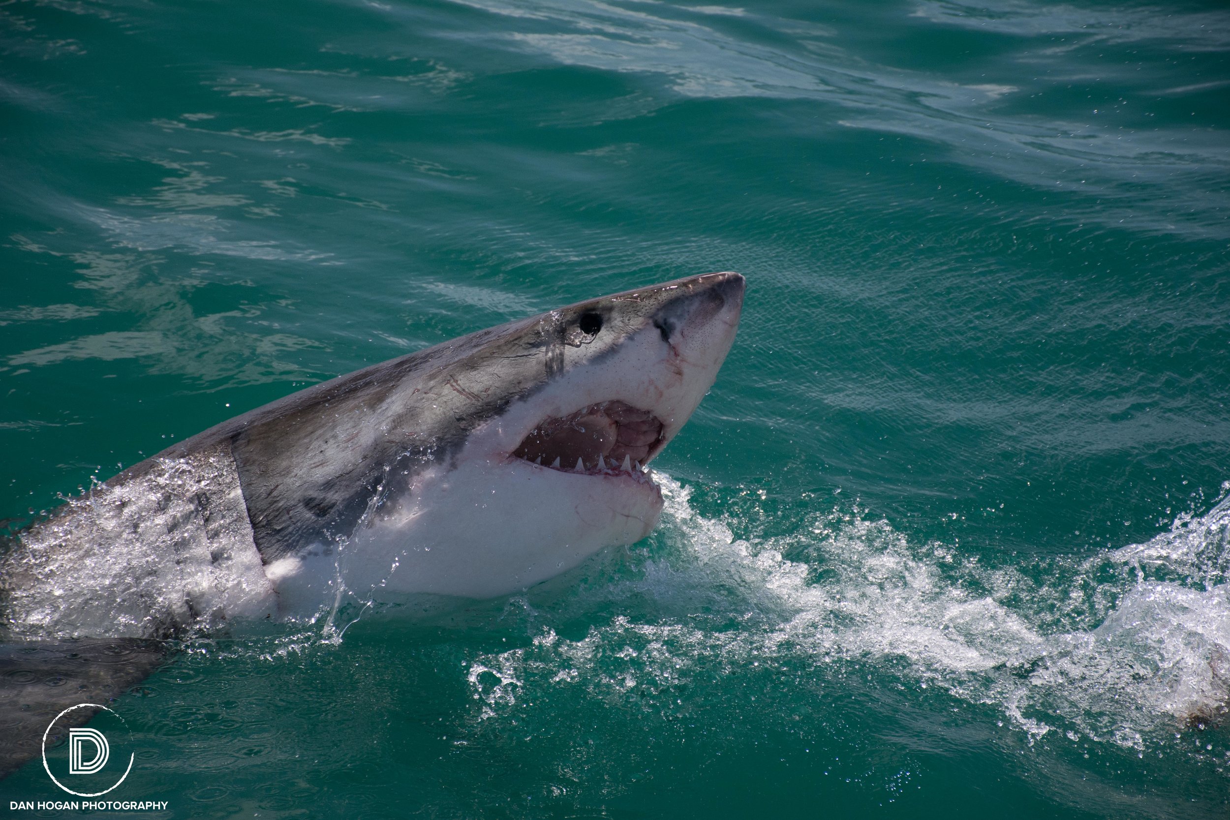 Cape Town_March_2015-460.JPG