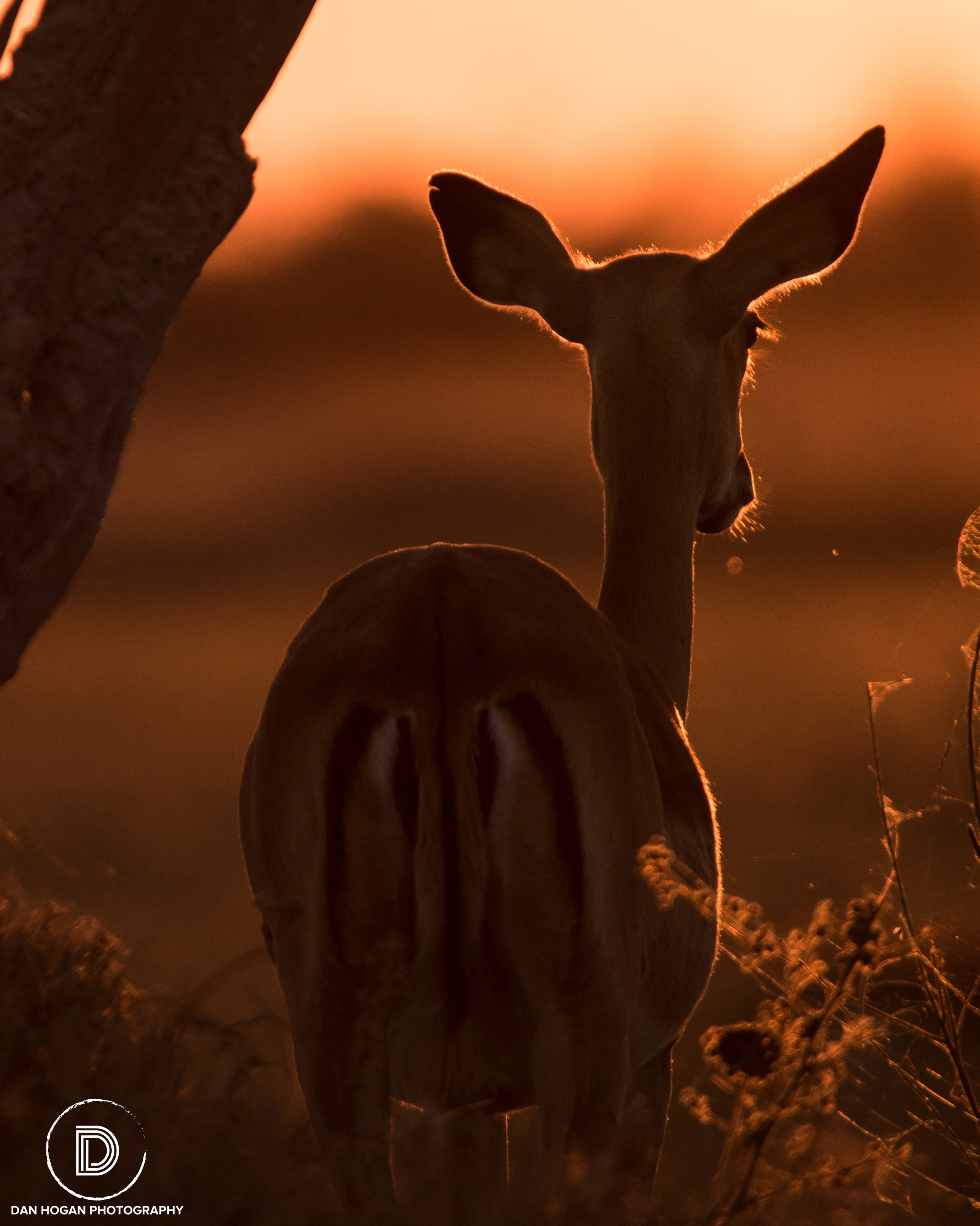 Botswana_June_2017 (164 of 6179).JPG