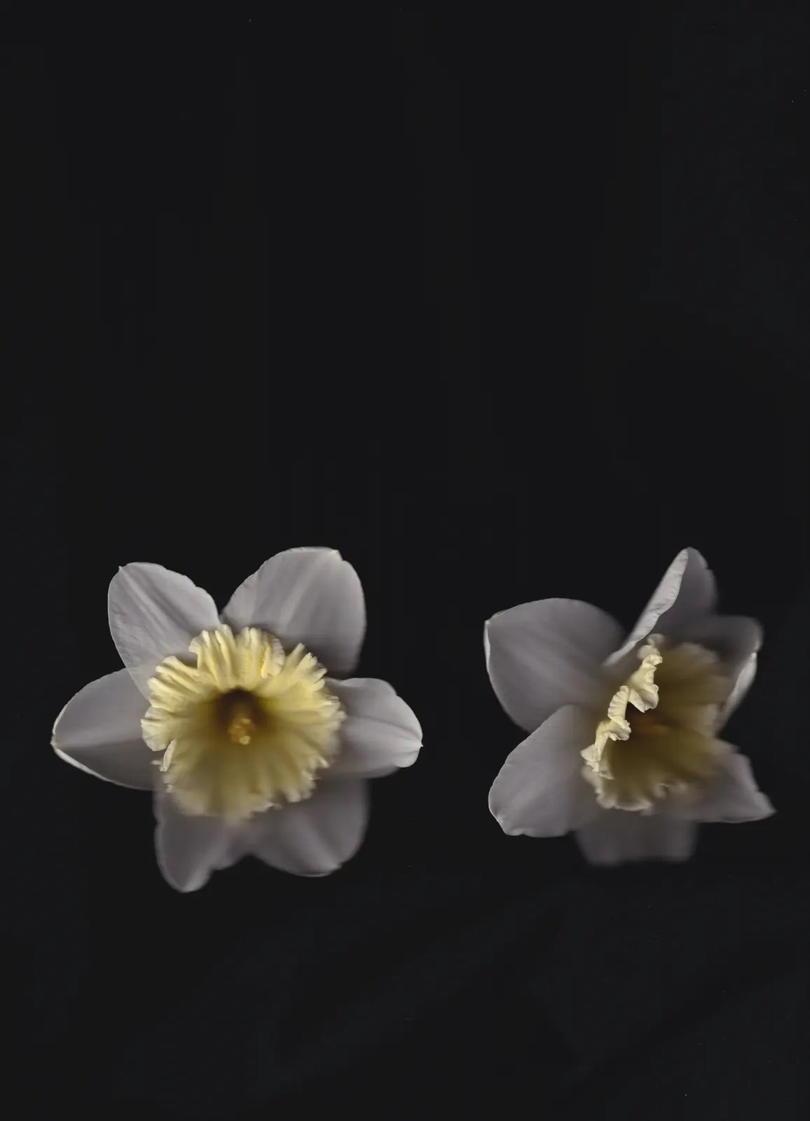 Daffodil Celebration 2023