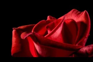 rose-rouge-amour-passion.jpg