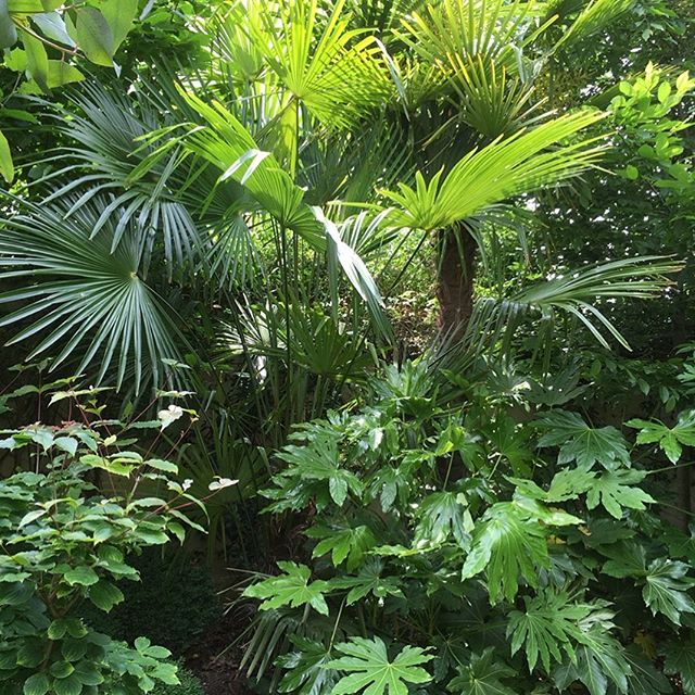 Ma jungle montreuilloise