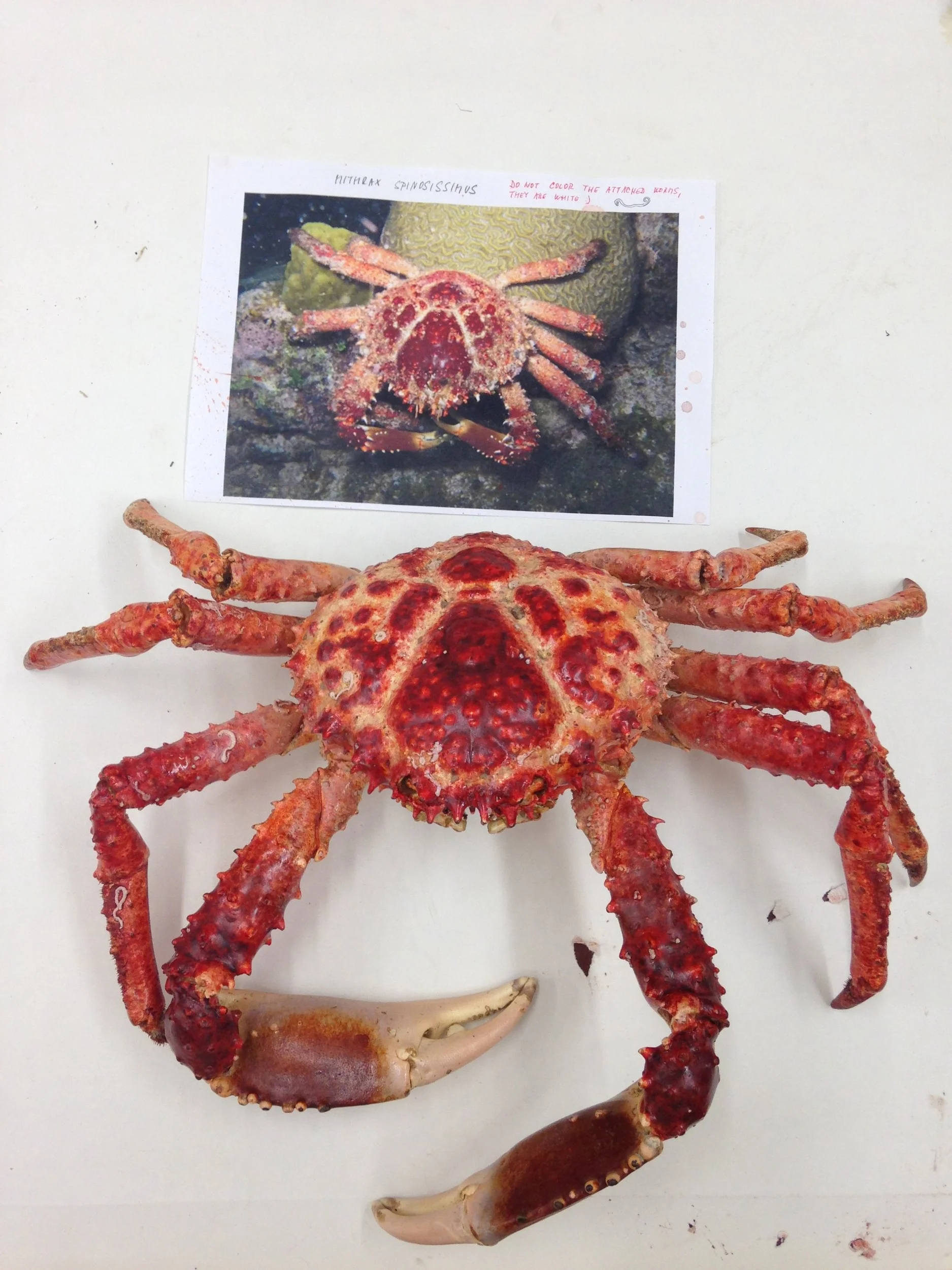 Mithrax spinosissimus