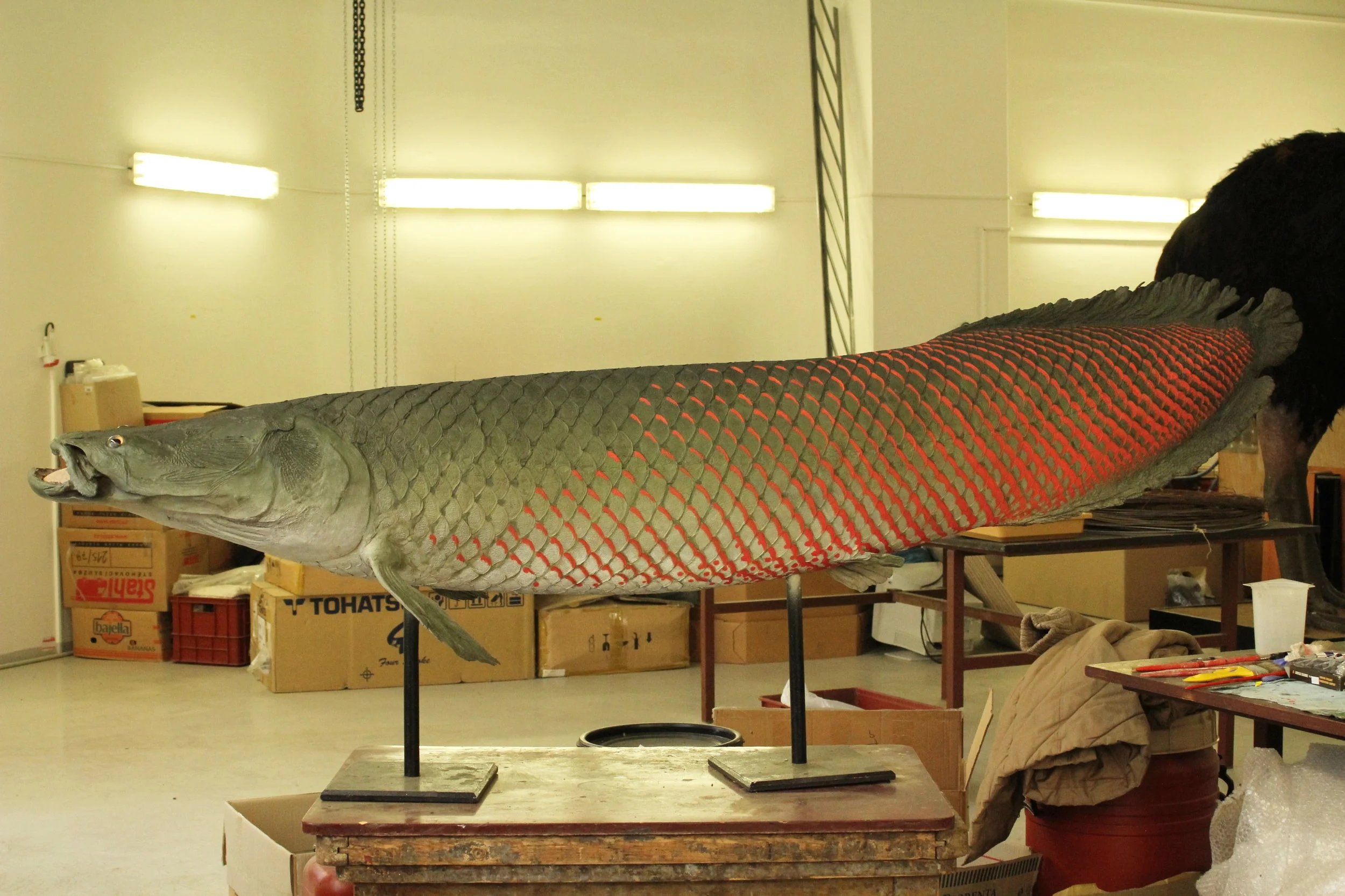 Arapaima gigas