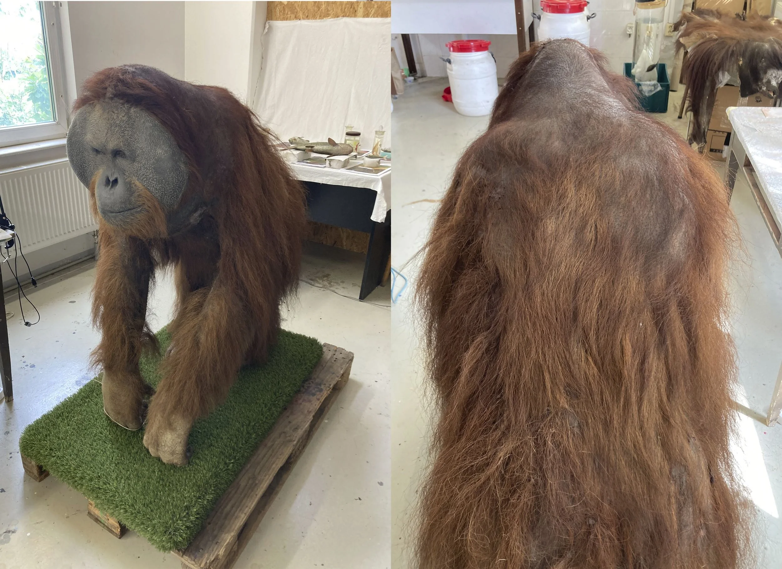 Orangutan (Pongo pygmaeus) 