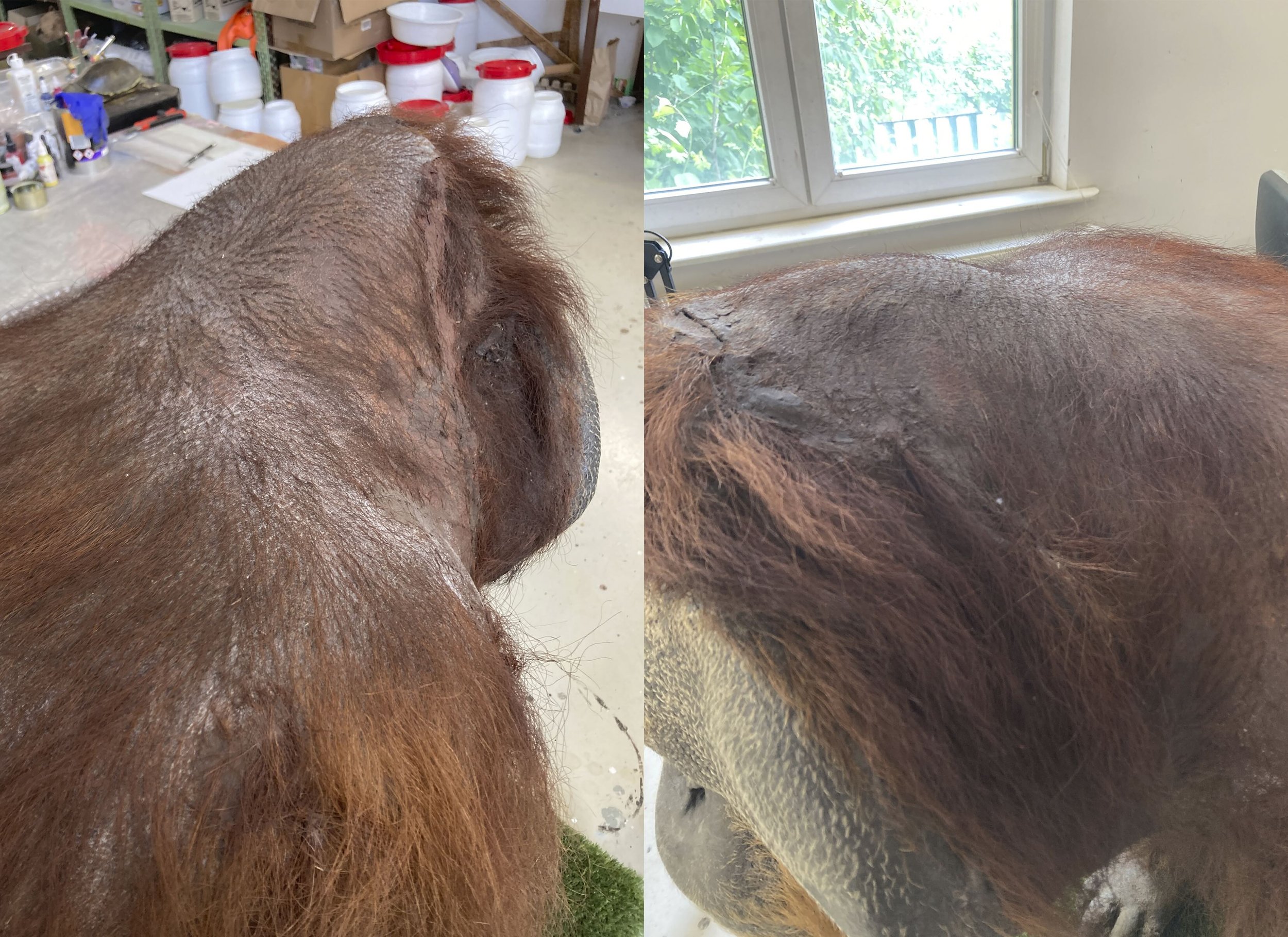 Orangutan (Pongo pygmaeus)