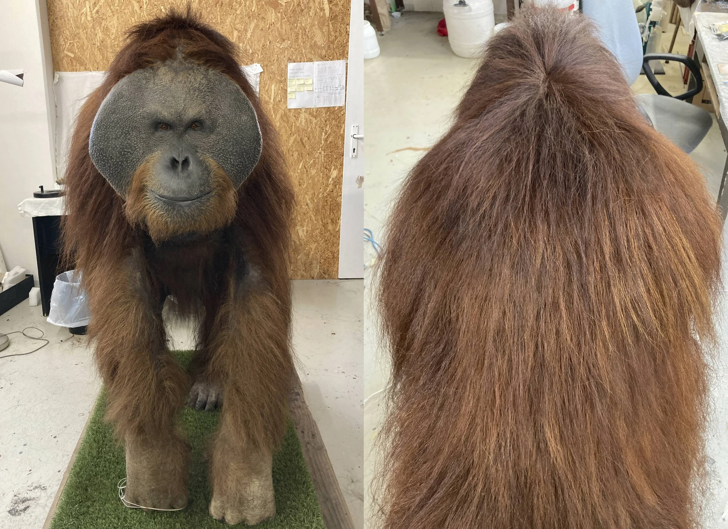 Orangutan (Pongo pygmaeus) 