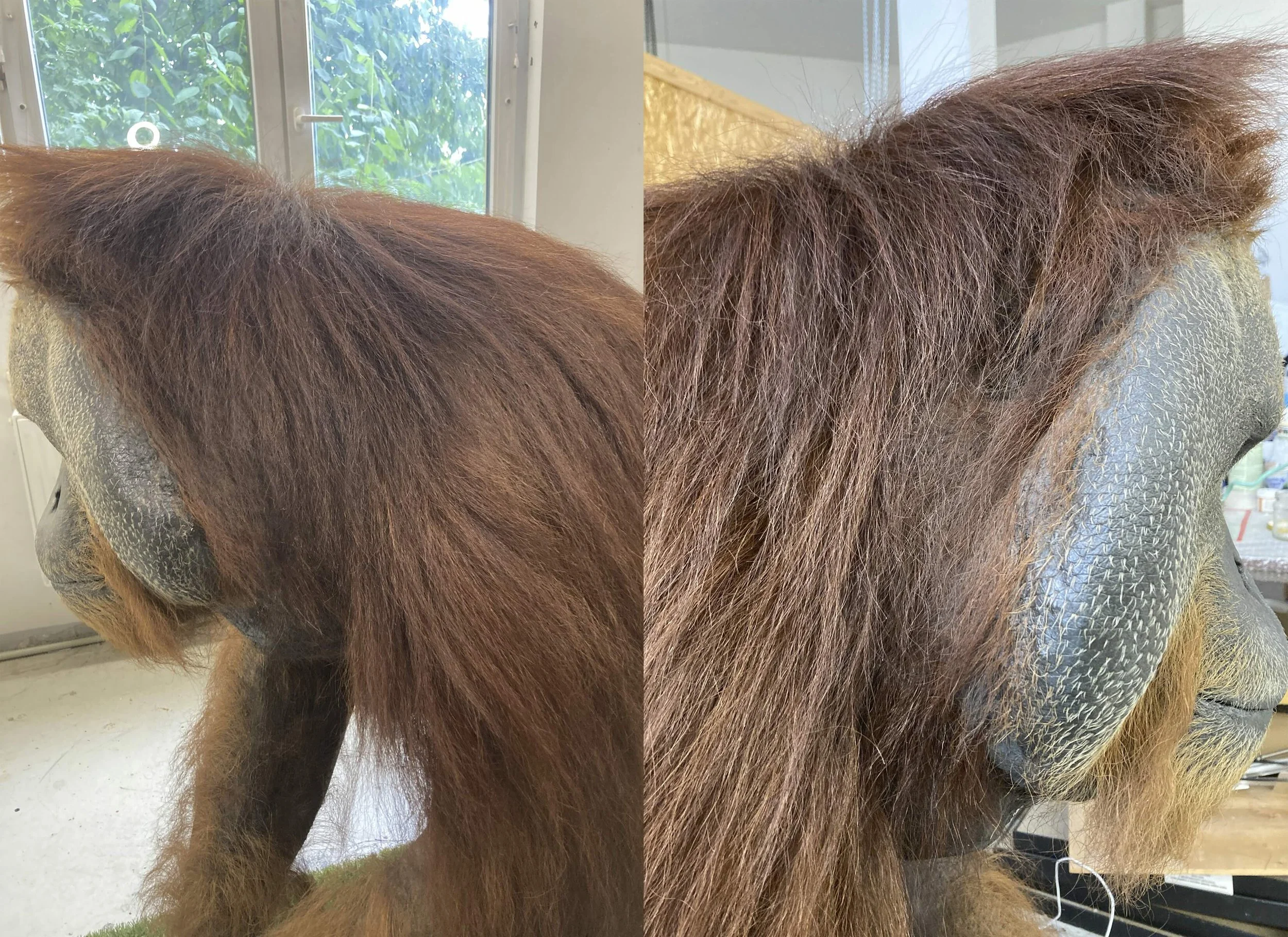 Orangutan (Pongo pygmaeus) 